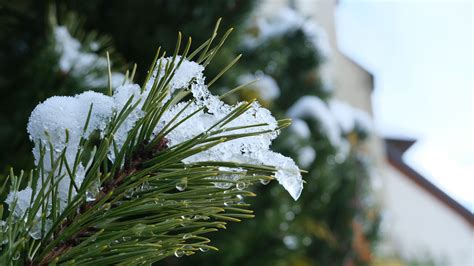 Download wallpaper 2560x1440 spruce, branch, needles, snow, drops ...
