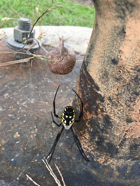 Female Argiope aurantia (Black and Yellow Garden Spider) in Wilmington, Delaware United States
