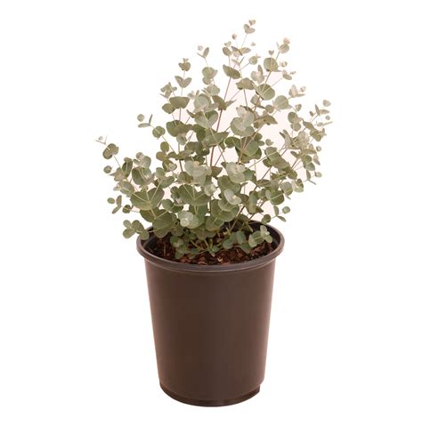 Where To Buy Real Eucalyptus Plant Canada at Larry Anderson blog