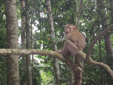 Wildlife In Thailand: See Wild Animals in Thailand’s Jungles, Oceans and Islands - Beach Bum ...