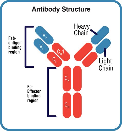 mAbMods™ Anti-mouse Chimeric Antibodies | Leinco