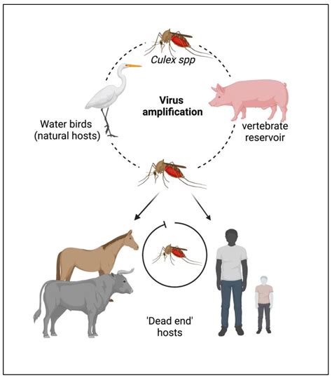 Japanese Encephalitis: Transmission, Symptoms, Prevention and Control