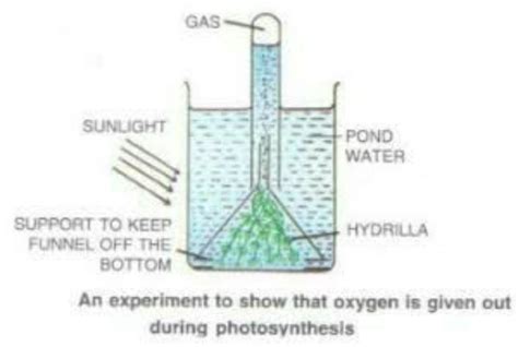 When the physiological process being studied in the experiment where ...