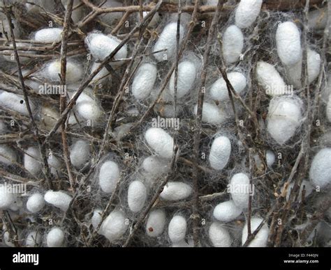 Silkworm moth (Bombyx mori) cocoons for production of silk thread, in ...