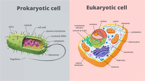 Prokaryotic Vs Eukaryotic Cells Venn Diagram