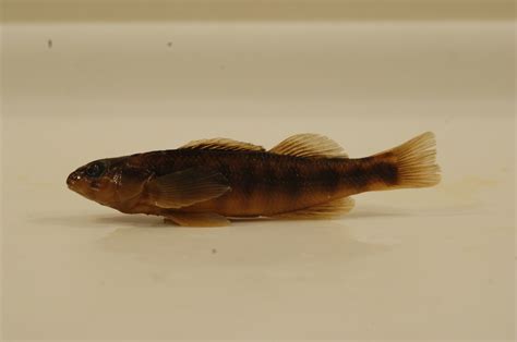Percina roanoka | FWS.gov