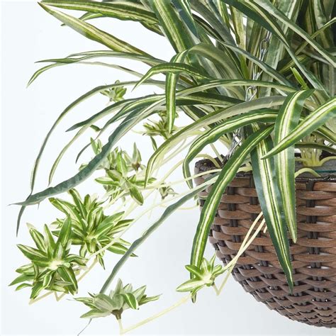 Artificial Hanging Basket Spider Plant, 60 cm