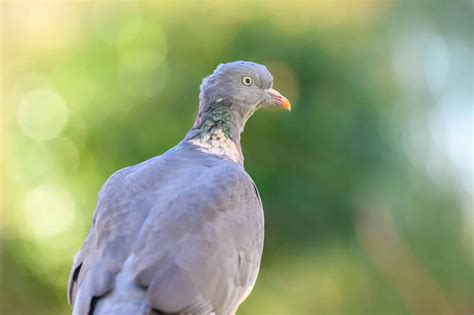 Wildlife Wonders: Animals In Madeira To Look Out For (With Photos)