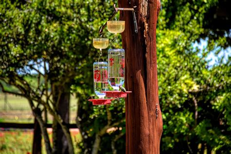 Where To Hang A Hummingbird Feeder: Quick, Simple Guide
