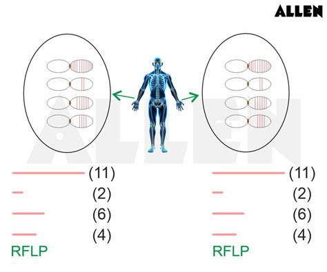 DNA Fingerprinting: Definition, Principle, Steps and Applications