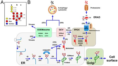 Arms Race between Enveloped Viruses and the Host ERAD Machinery