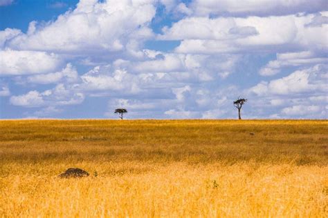 非洲草原实景图片,非洲热带草原,非洲草原风景_大山谷图库