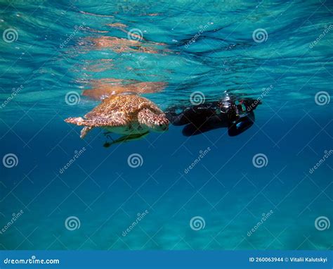 Big Green turtle . stock photo. Image of travel, landscape - 260063944
