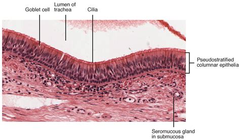 Surface Epithelium: Histology | Concise Medical Knowledge