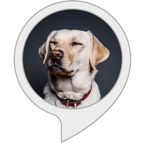 Amazon.in: Animal Sounds Ultimate : Alexa Skills
