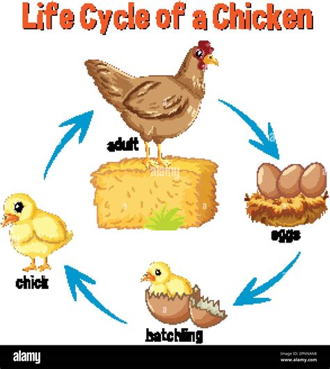 Life Cycle of a Chicken illustration Stock Vector Image & Art - Alamy