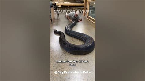 Image result for Rock Python vs Anaconda
