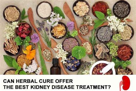 Best Herbal Treatment for Kidney Disease: A Realistic Look