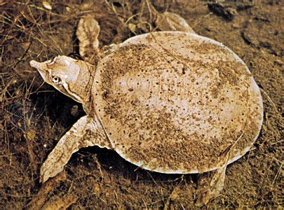 Fastest Softshell Turtle 的图像结果