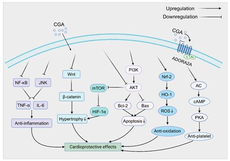 Advances in Pharmacological Properties, Molecular Mechanisms, and ...