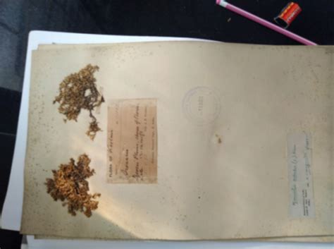 Diversity of Caryophyllaceae Juss. in Uttarakhand (India)