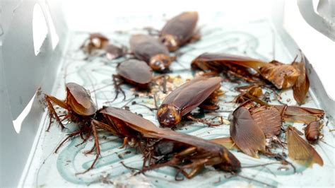 Cockroach Fumigation 的图像结果