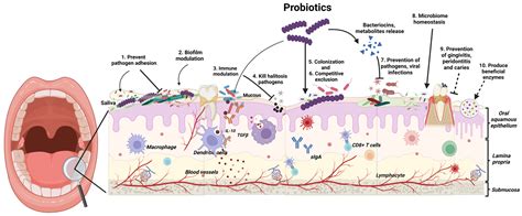 A New Frontier in Oral Care: Live Streptococcus salivarius M18 Probiotic Toothpaste