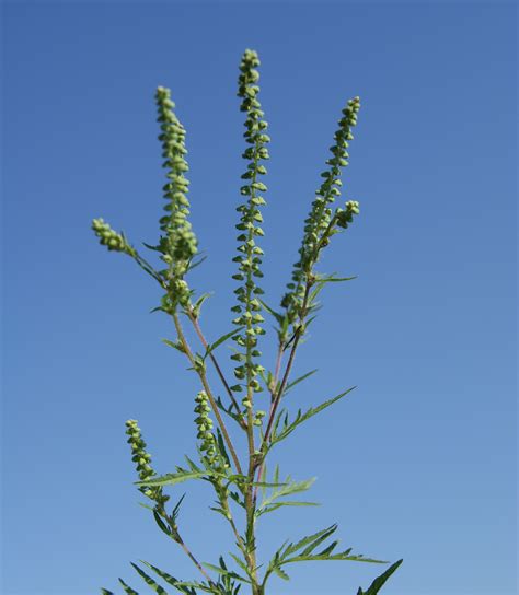Common ragweed | Integrated Crop Management