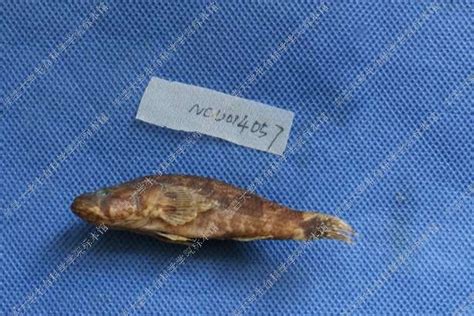 沙塘鳢 Odontobutis obscurus - 物种库 - 国家动物标本资源库