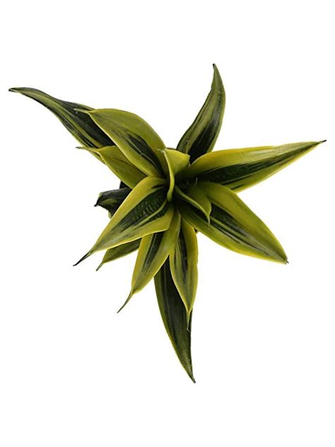 PlantaZee Air Purifying Sansevieria Black Gold Superba Plant (Pot ...