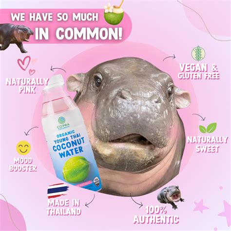 Copra Coconuts | Both Copra Coconut Water and the Hippo #MooDeng keep ...