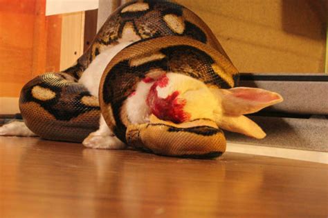 Image result for Blood Python Eating Rabbit