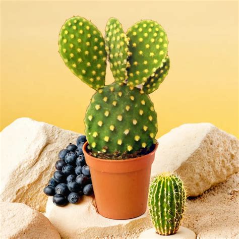 Buy Cactus Plants Online | Buy at Lowest Price – Plant Orbit