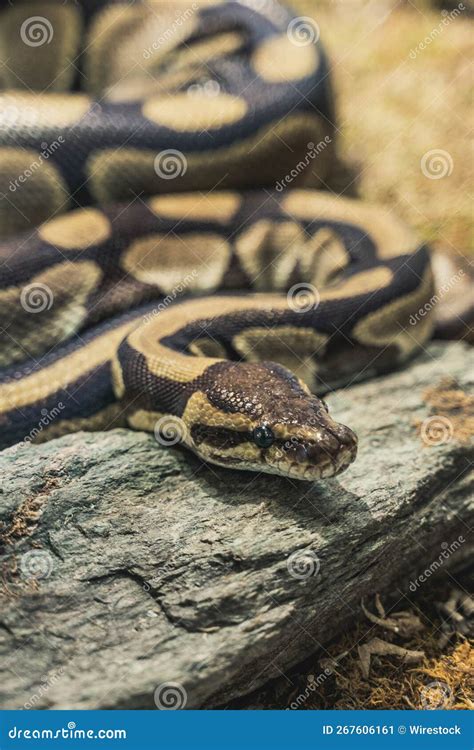 Image result for Python Biting