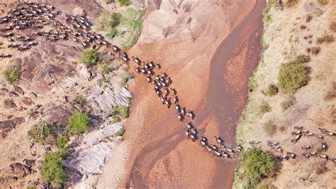 How to make the most of the Great Wildebeest Migration | Condé Nast ...