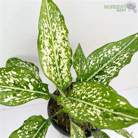 Buy Aglaonema Snow White online from Nursery Kart