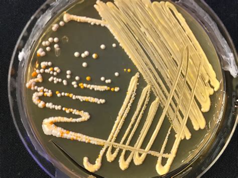 Image result for Bio PCR
