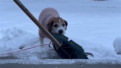 How Often Should You Bathe A Dog In Winter