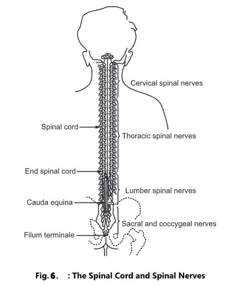 Brain Function Diagram 的图像结果