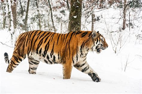 Image result for Tiger Classification Chart