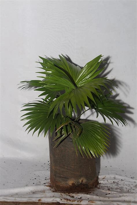 Table Palm Plant - Pack of 3 : Amazon.in: Garden & Outdoors