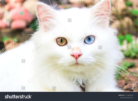 Persian Blue Eyes - yellowing in white of eyes