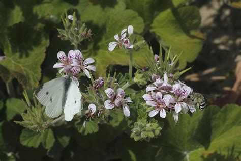 Insects: Delivering love letters from flower to flower with Dr Jenna ...