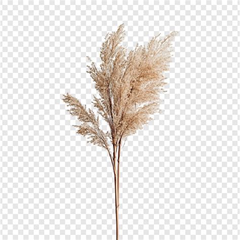 Сухоцветы пнг Изображения – скачать бесплатно на Freepik