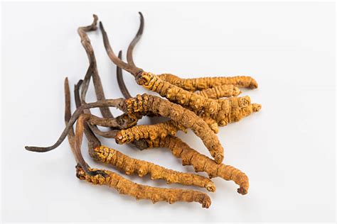 Buy Keedajadi (Cordyceps) Online at Best Price | 5-6 Pieces