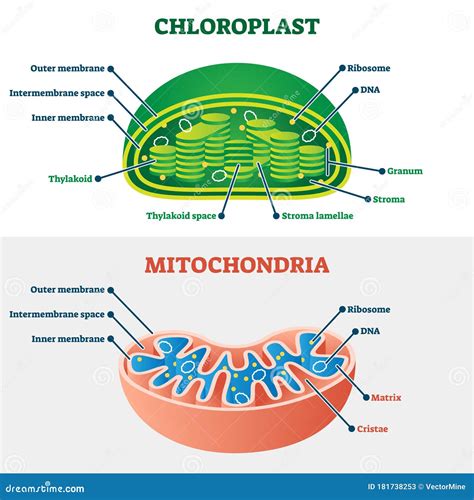 Chloroplast Structure