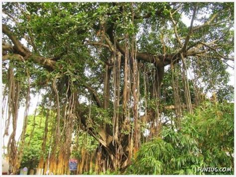 Image result for Tree Science Multiple Trunks