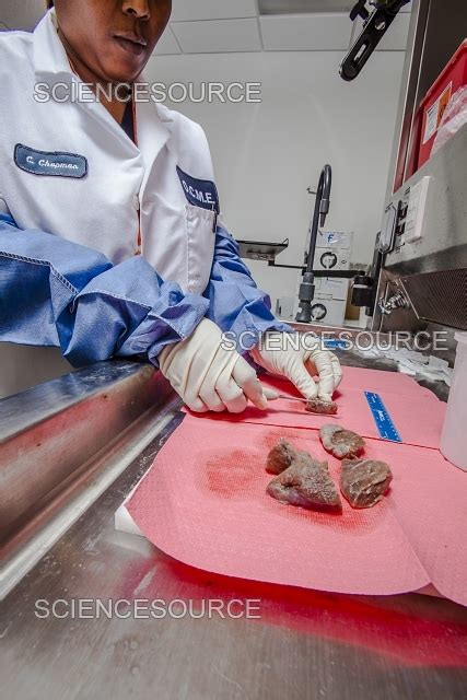 Image result for Lab Sample Tissue