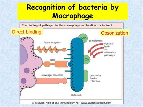 Image result for Complement Innate Immunity