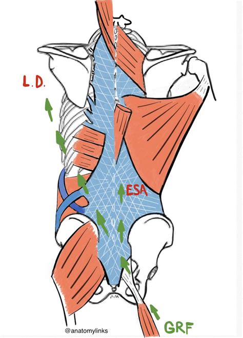 Sacrotuberous Ligament (STL) - Dr. Justin Dean